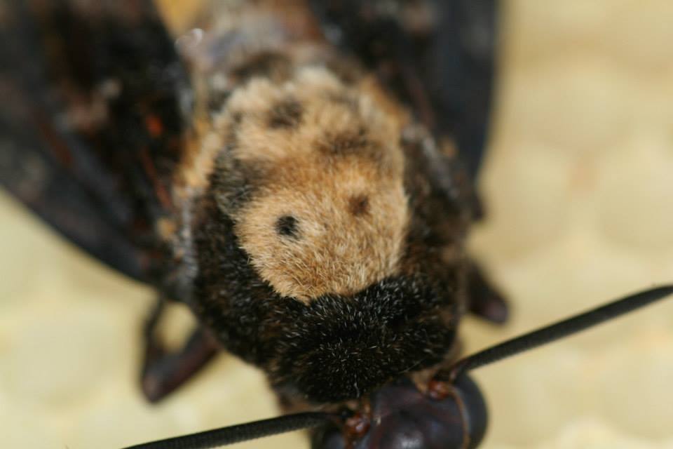 Čebelarstvo... - Čebelarstvo Kozinc / Beekeeping Kozinc
