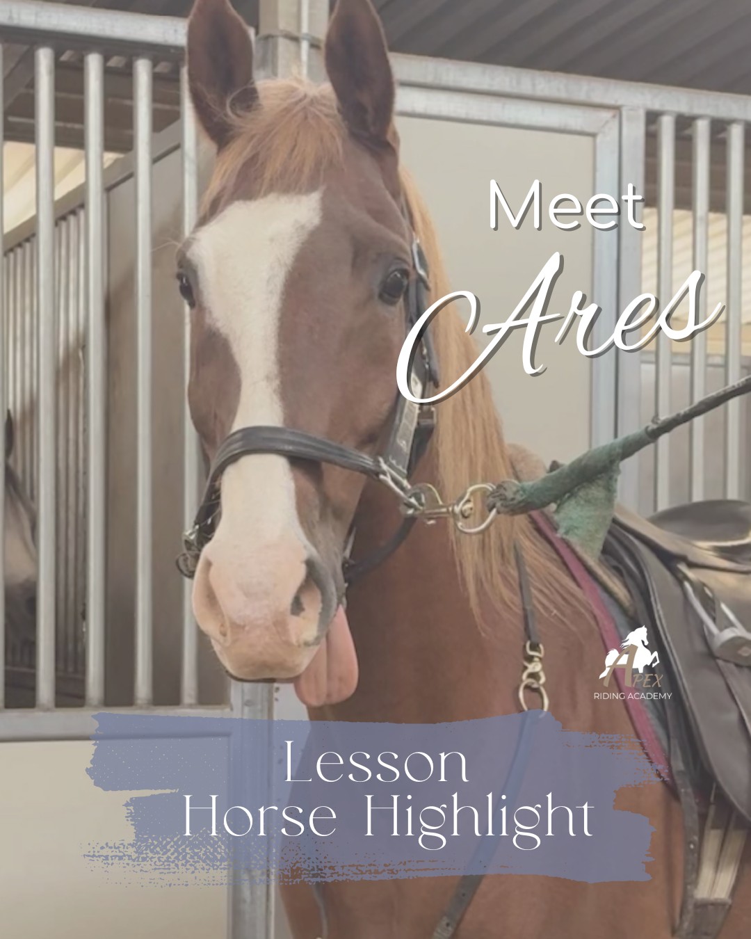 Apex - Meet Ares, one of the newest members of our school horse crew at ...