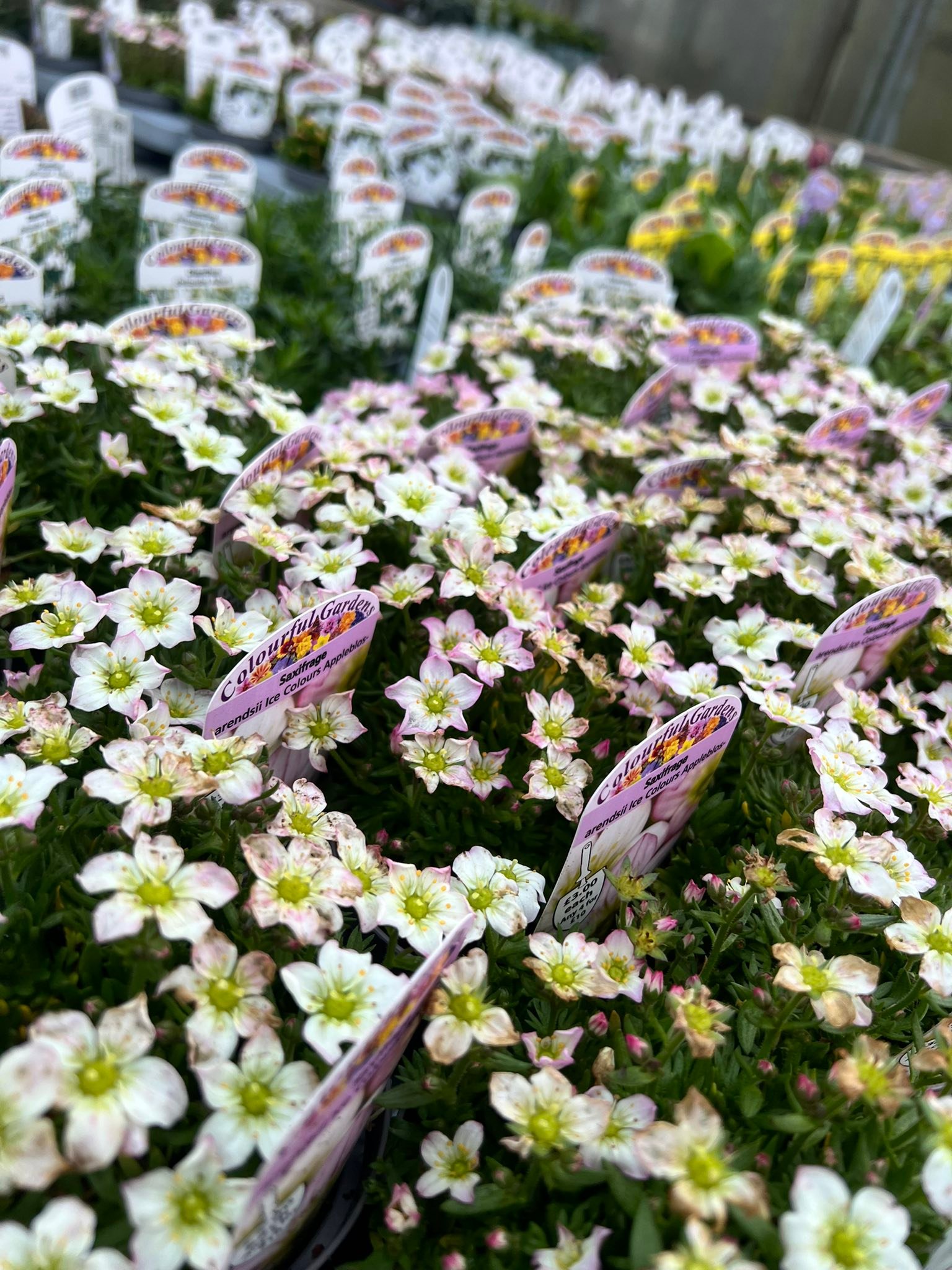 Cold and wet! But there is always... - Hortico plant centre | Facebook