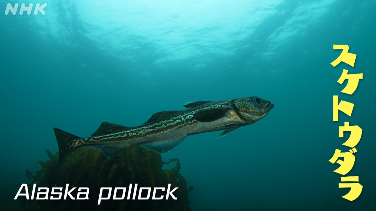 NHKロゴ付き 魚型トレー 木製
