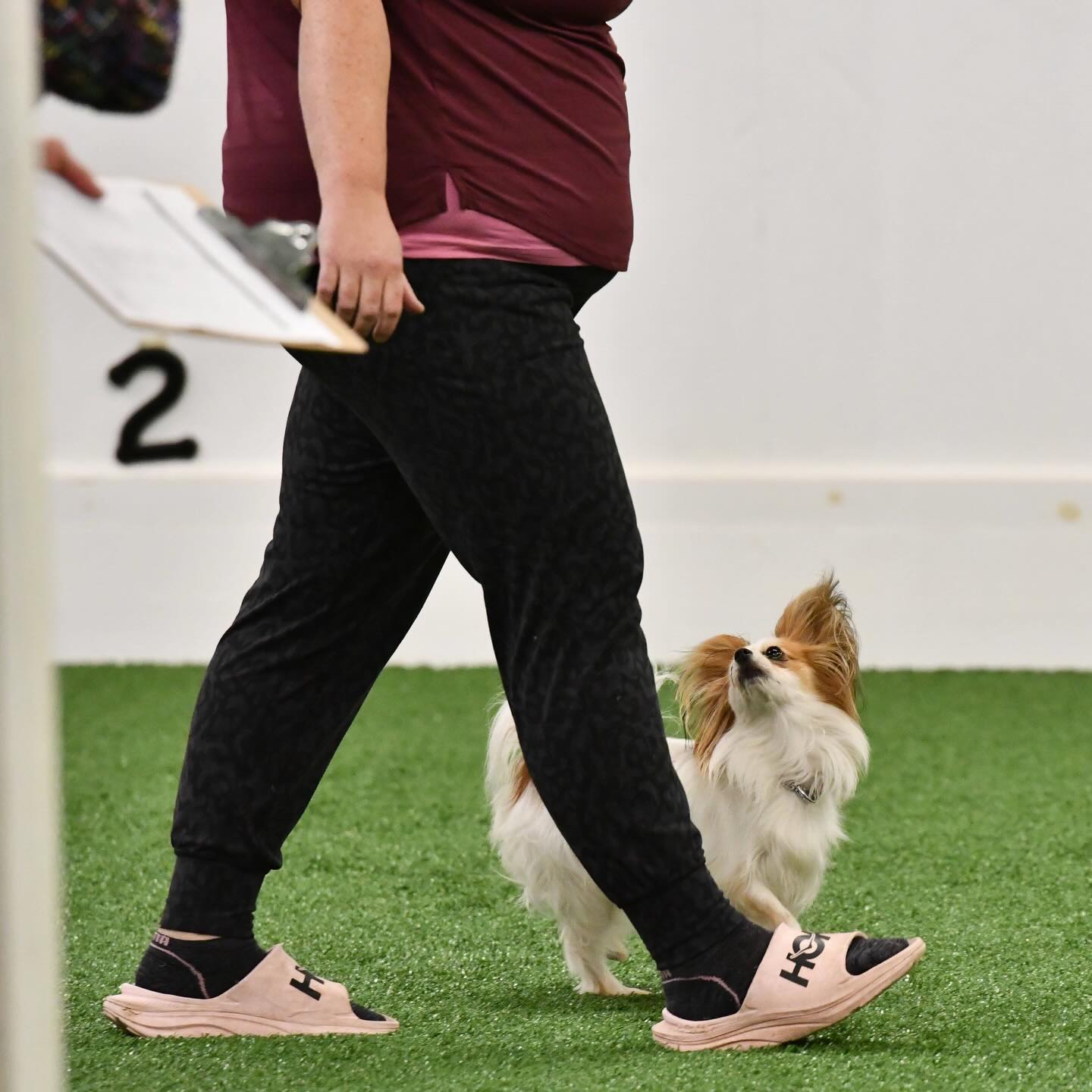 DOGS - Rally Obedience Classes – Registration Now Open! 🐾 Rally ...