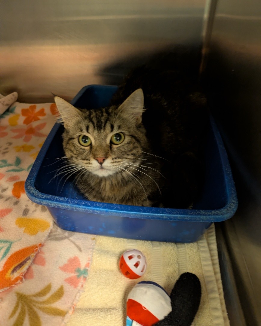 Stray alert! Please call if you recognize this baby! (803)802-0902
