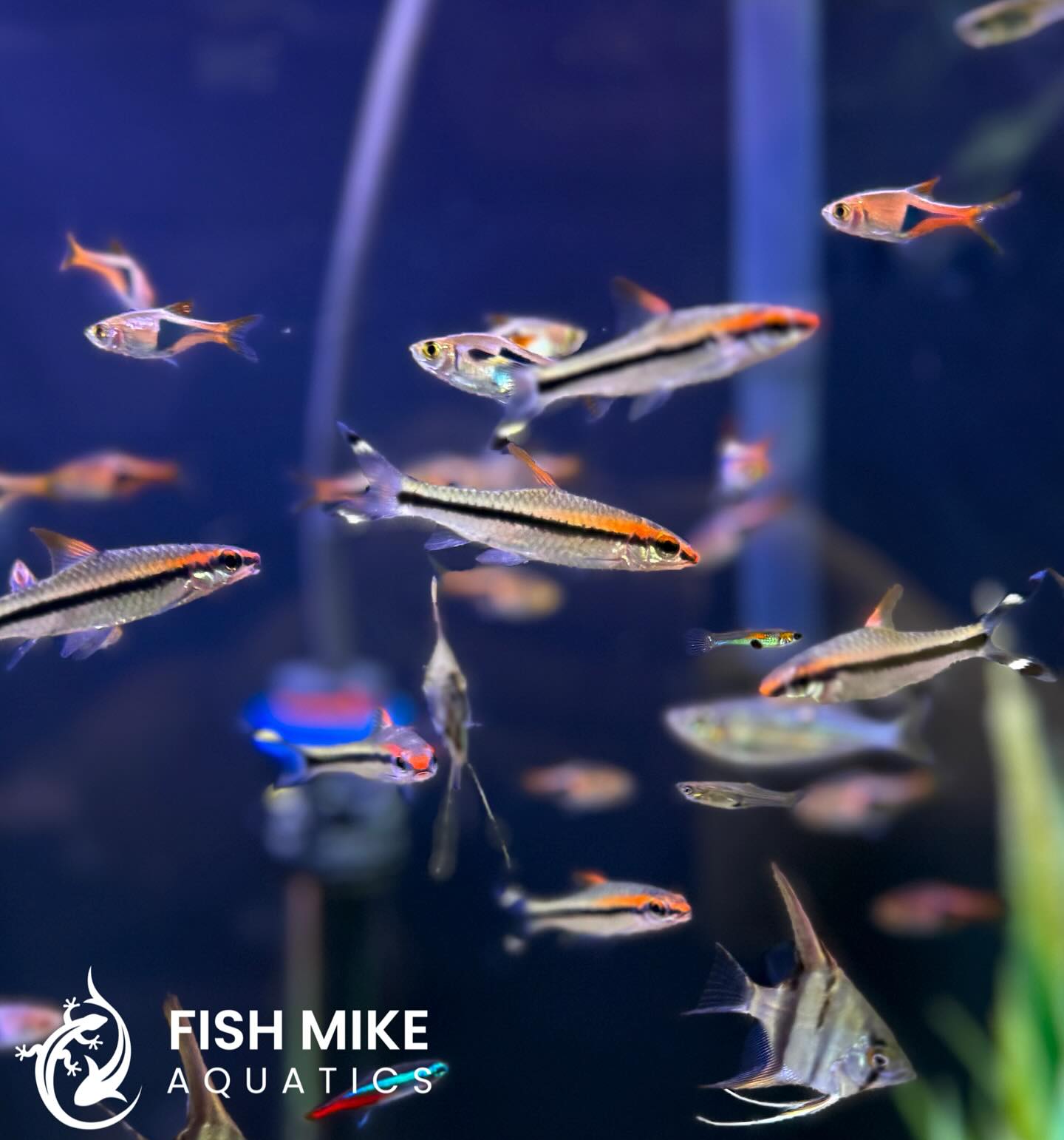 The Roseline Shark, also known as the... - Fish Mike Aquatics | Facebook