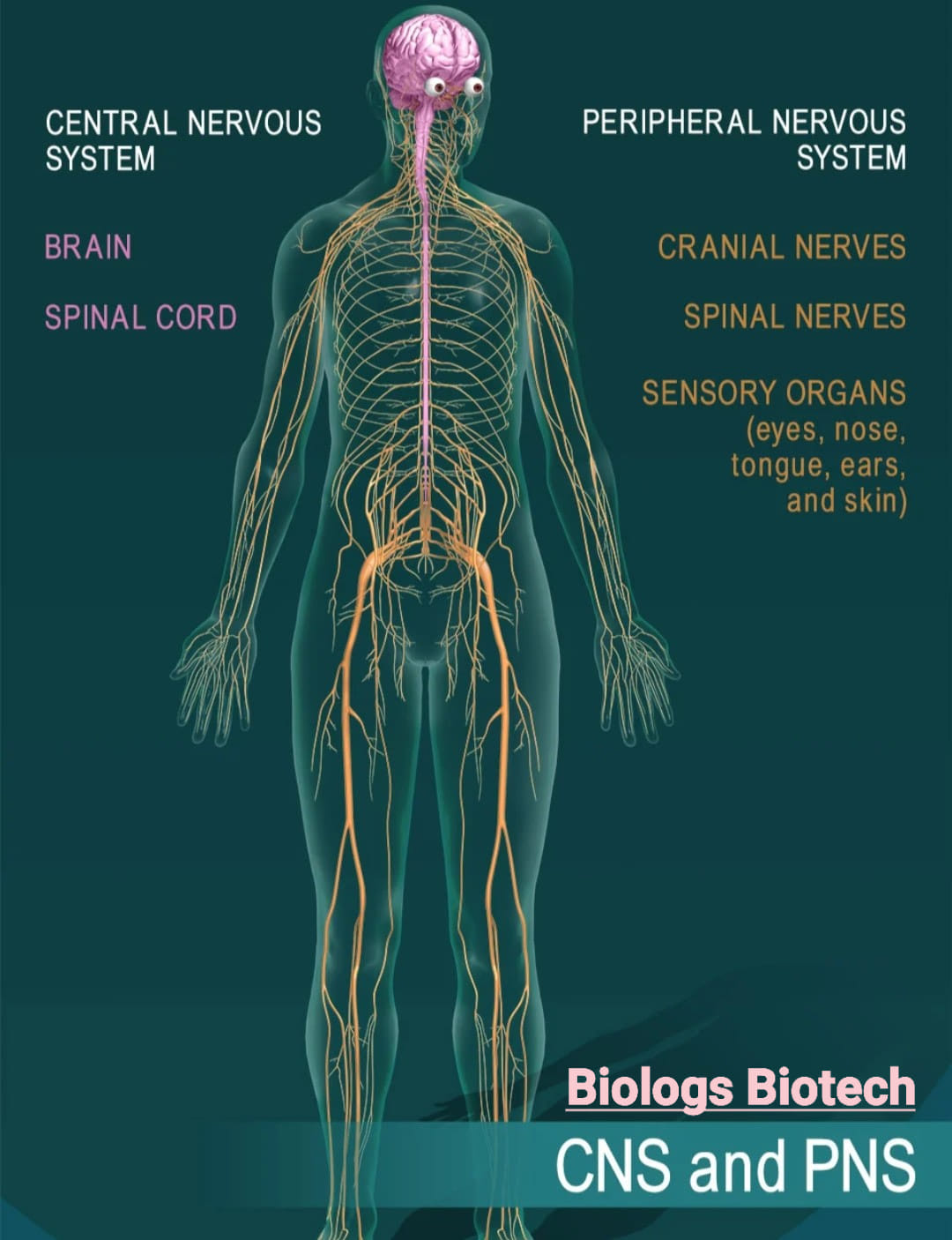 Dr. MBBS | Quetta