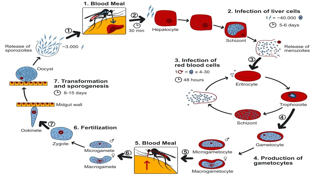 Dia - The Life Cycle of Malaria Parasites: Understanding the Enemy in ...