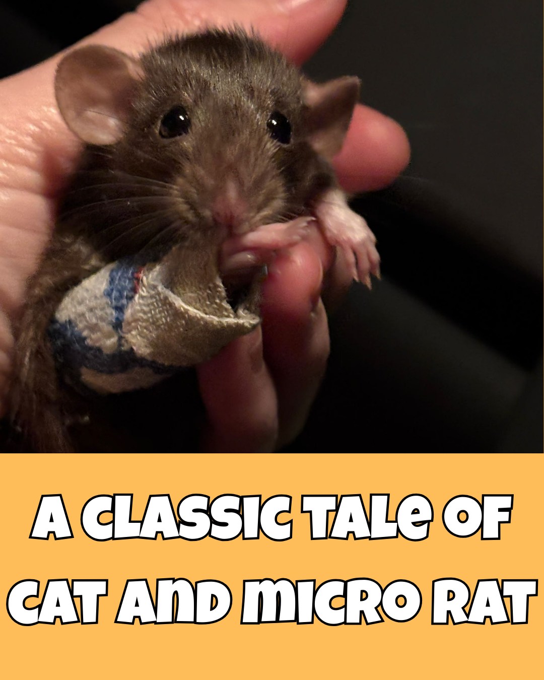 Animal - Meet Starboard the micro rat who ended up in a bizarre yet ...
