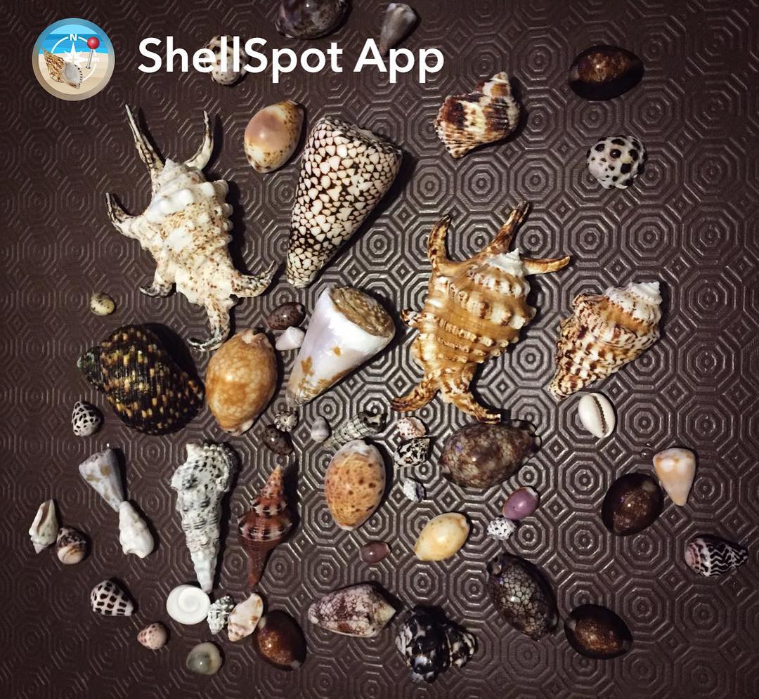 ShellSpot