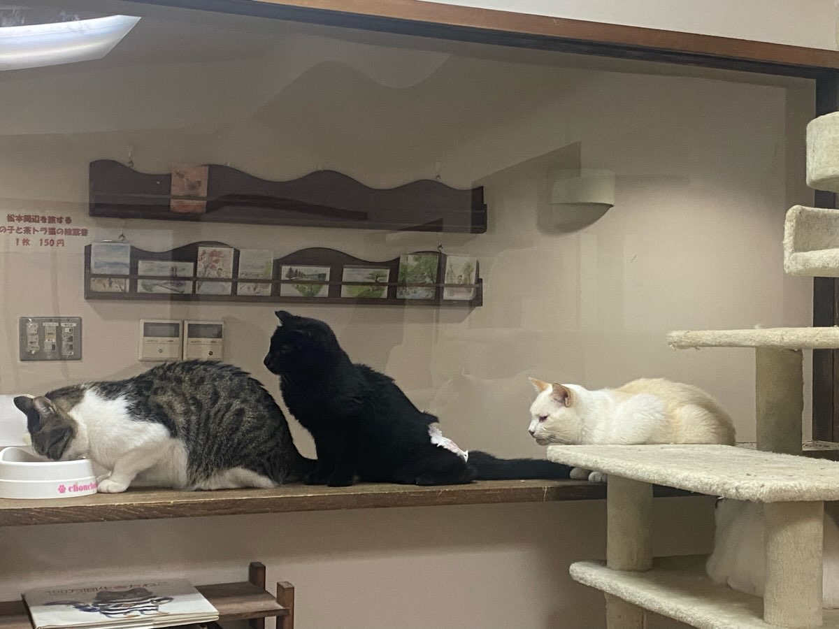 一般社団法人 もふもふ堂 ねこカフェもふもふ (@mofumofudou) • Facebook