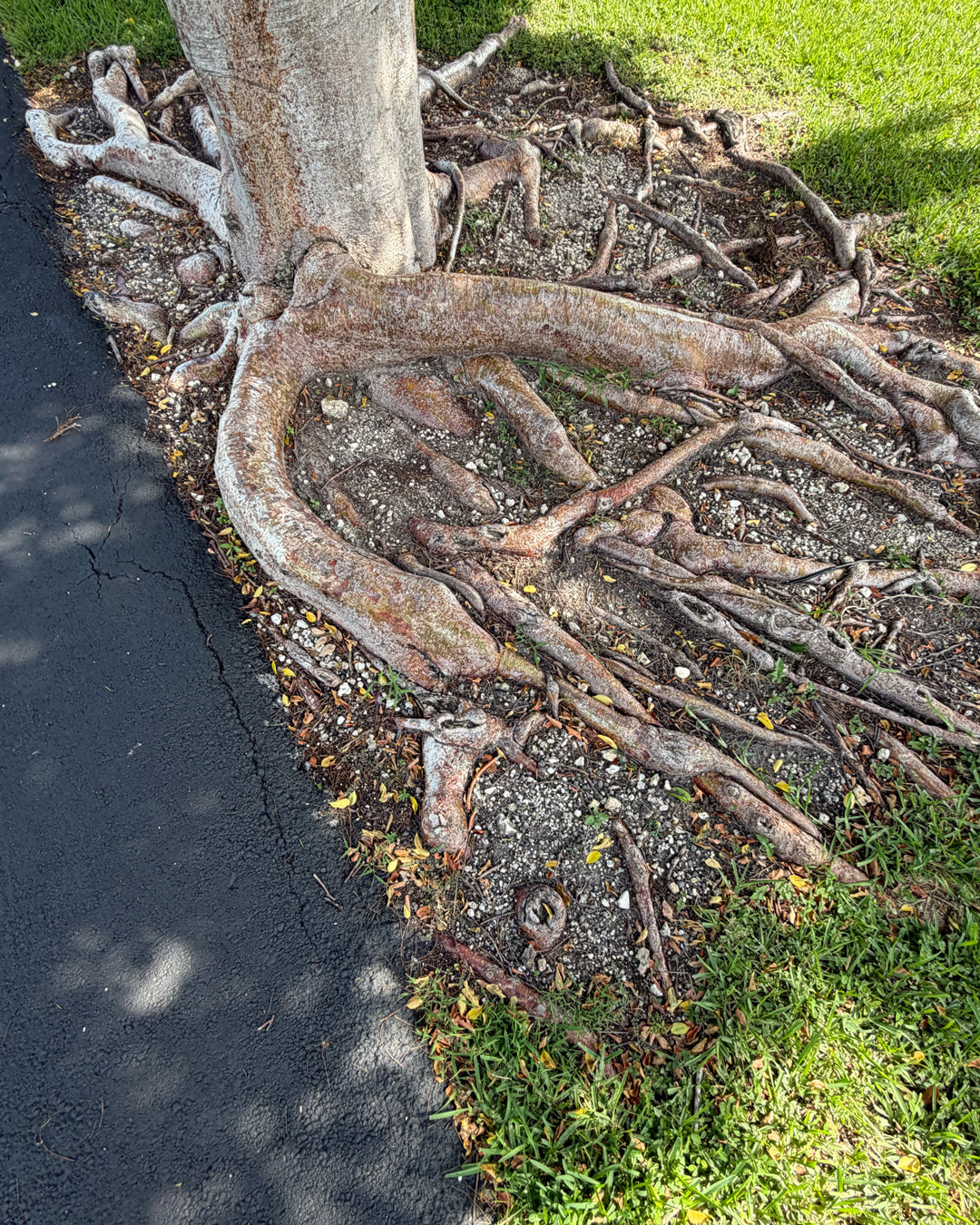 Here's a list of 12 Plants & Trees With Aggressive Roots That Can