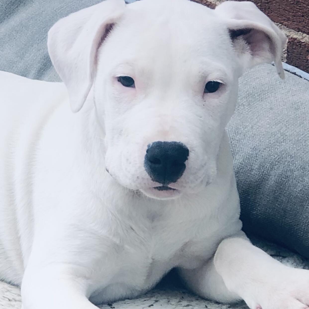 Highspire Town Hall | Anyone lose a brown lab pit mix dog | Facebook