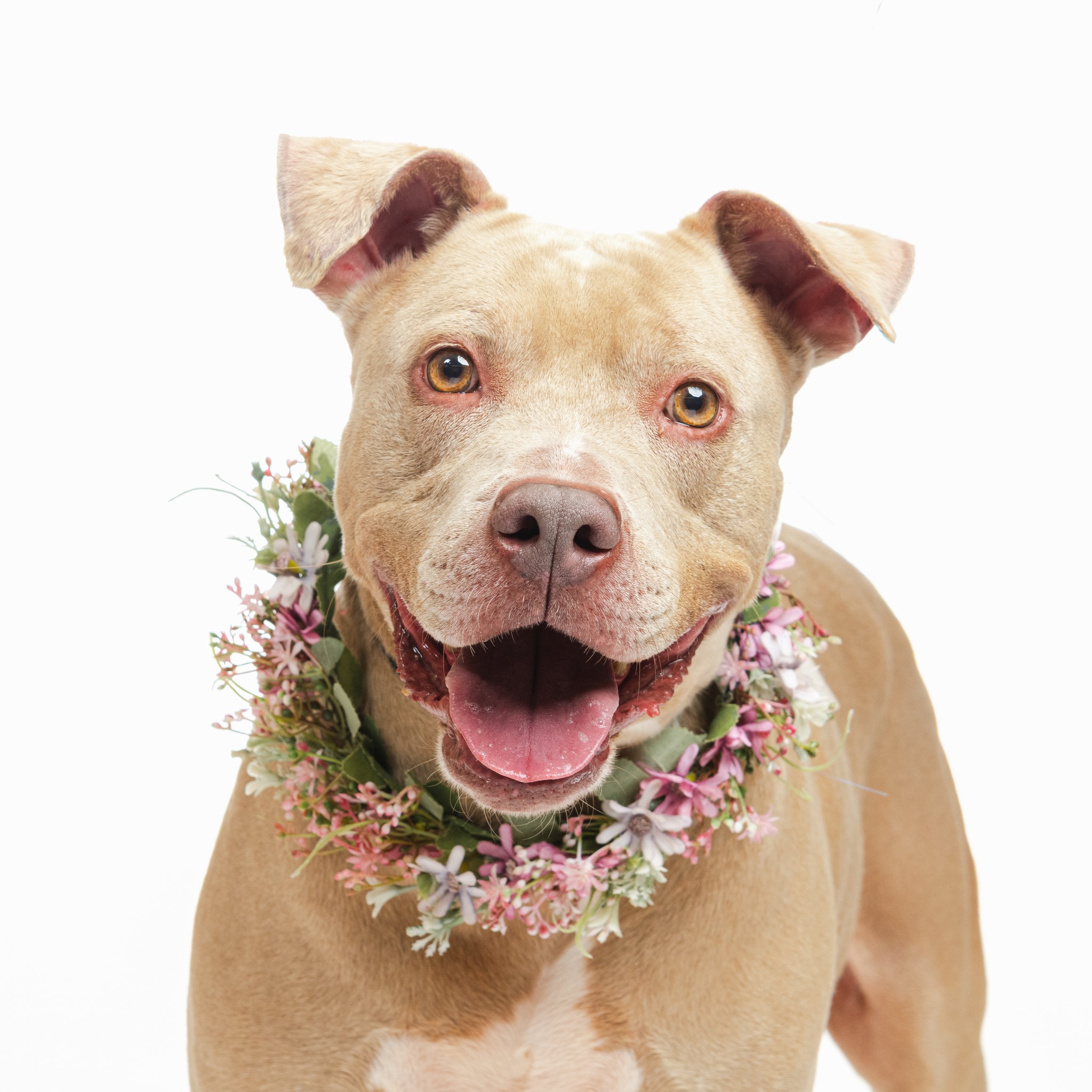 @followers - Burlington County Animal Shelter | Facebook