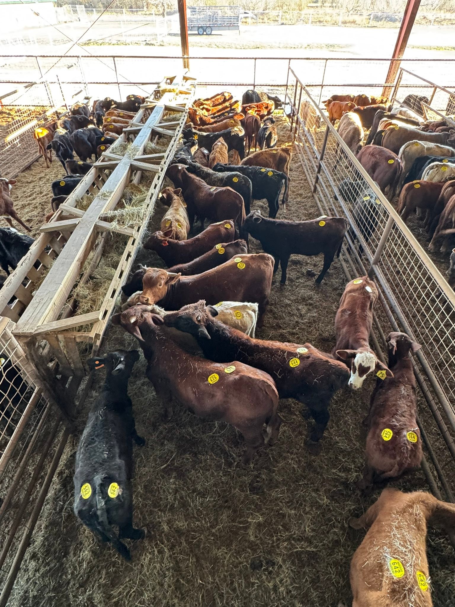 Gulf Coast Livestock... - Gulf Coast Livestock Auction LLC