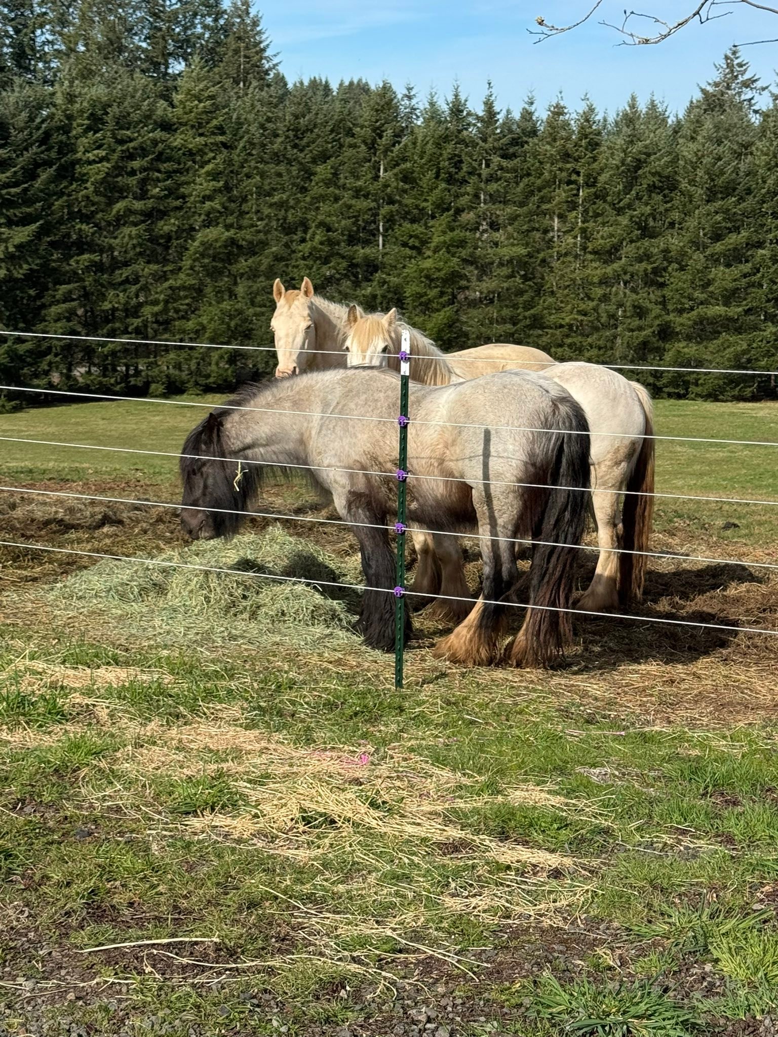 Available: Smoky Blue Roan mare. Five Stars Nora of Bonafay DOB: 5