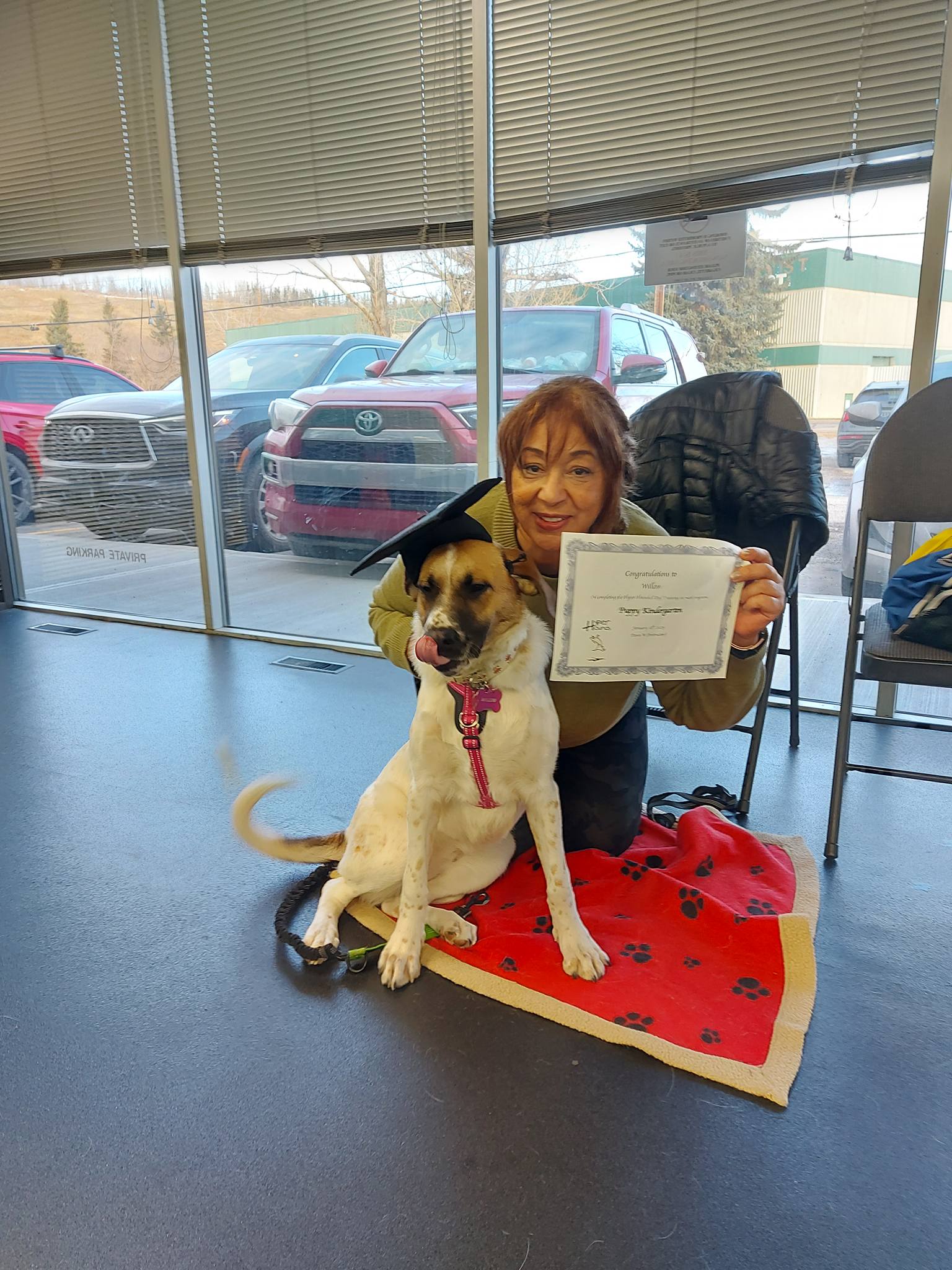 Hyper Hounds Dog Training | Calgary AB