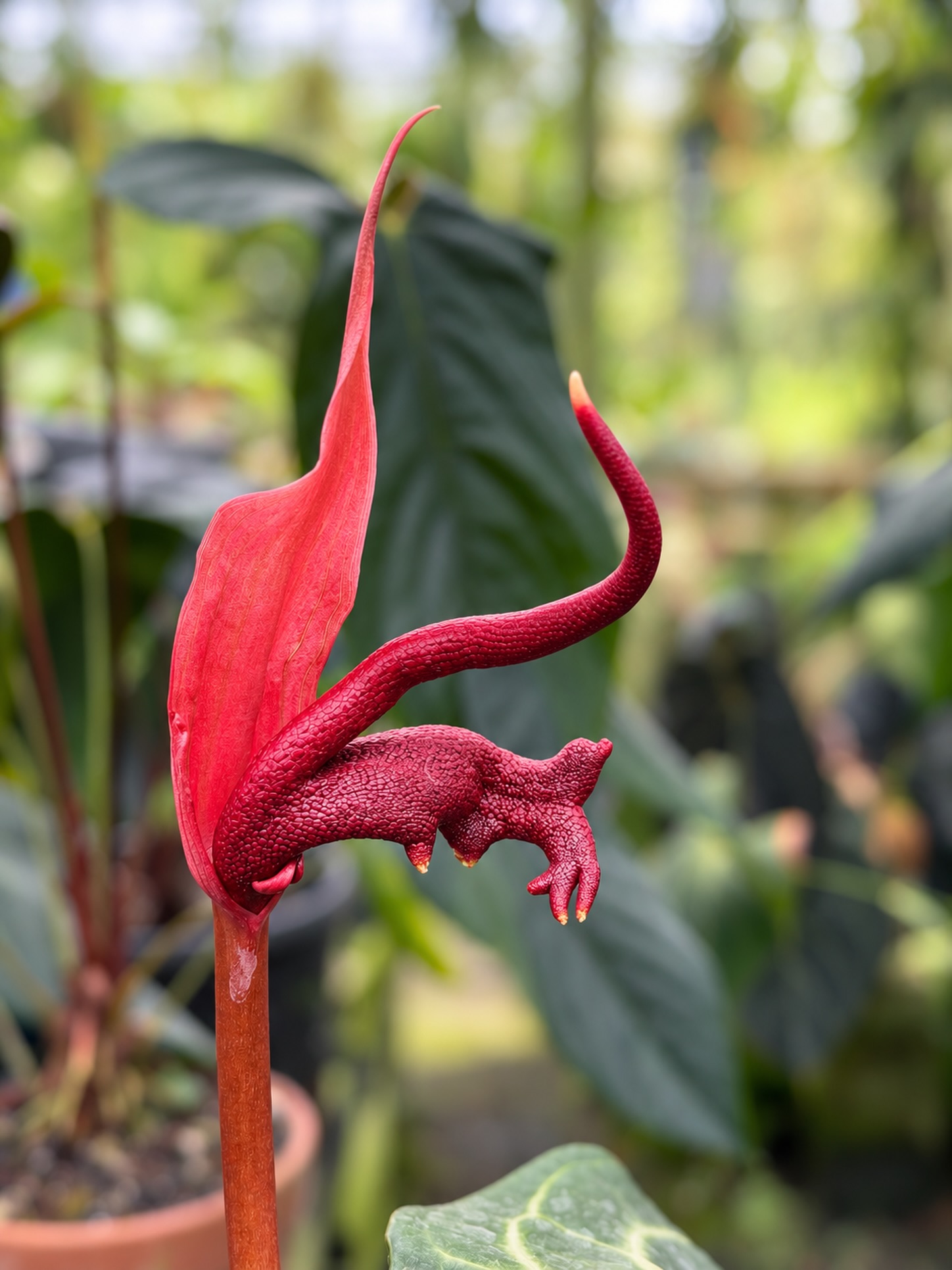 NSE - Getting curly! My hybrid Anthurium wendlingeri x