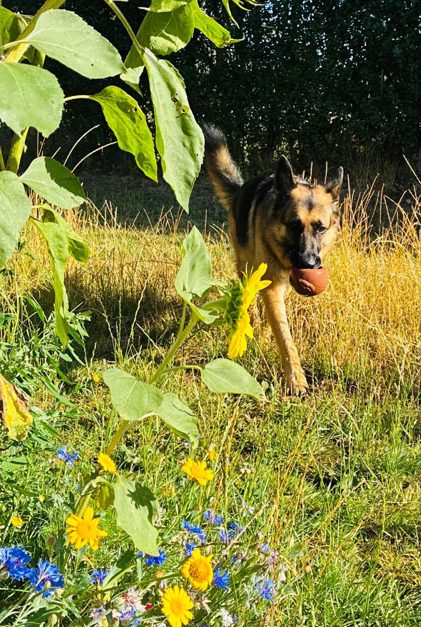 Beautiful view of Dogs And Orchard Grass Consumption Guidelines