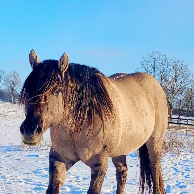 GolDun... - GolDun Ridge Ranch - Foundation Quarter Horses
