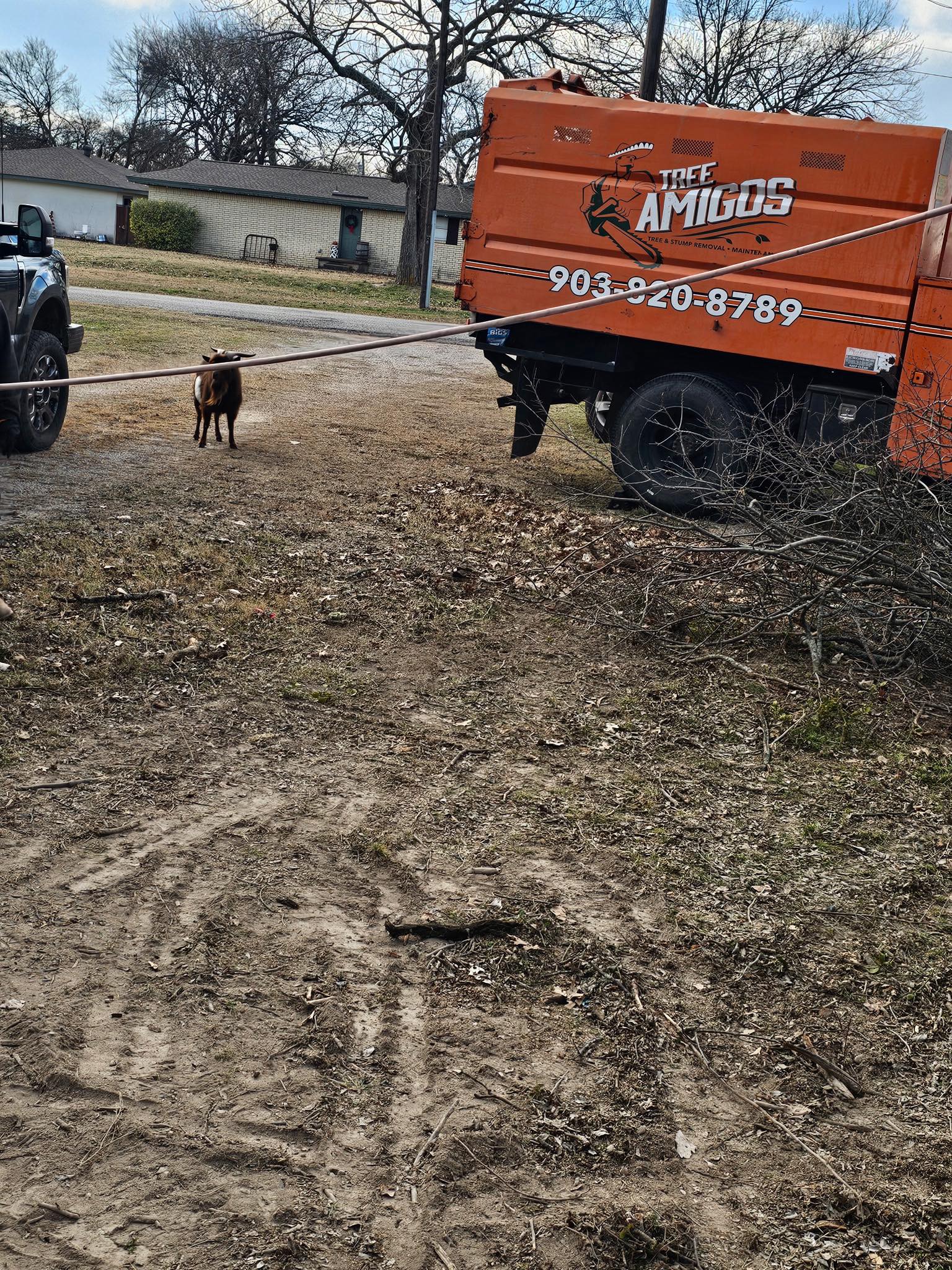 Tree Amigos Tree Services | Whitewright TX