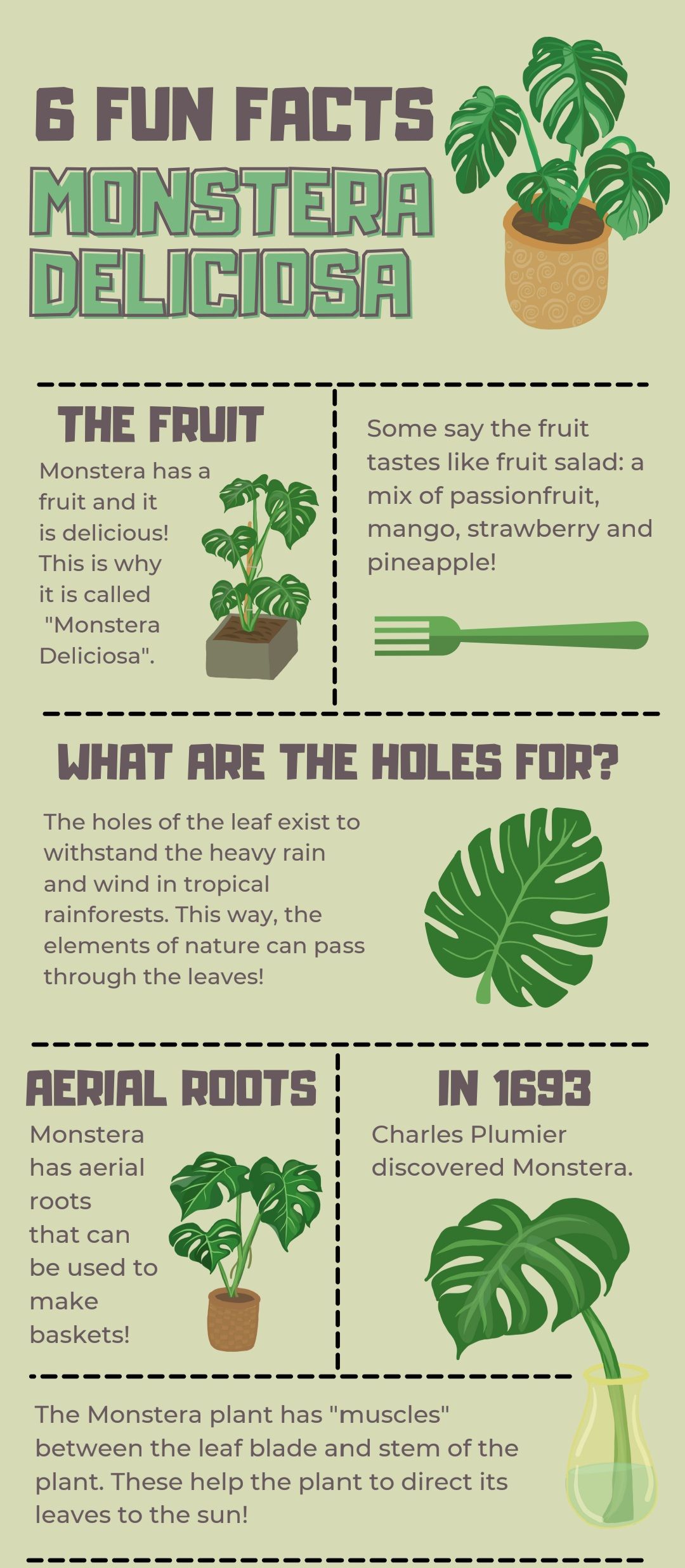Wisconsin - Some Fun Facts about out Beautiful Monstera Plants 🌿🪴 Cure ...