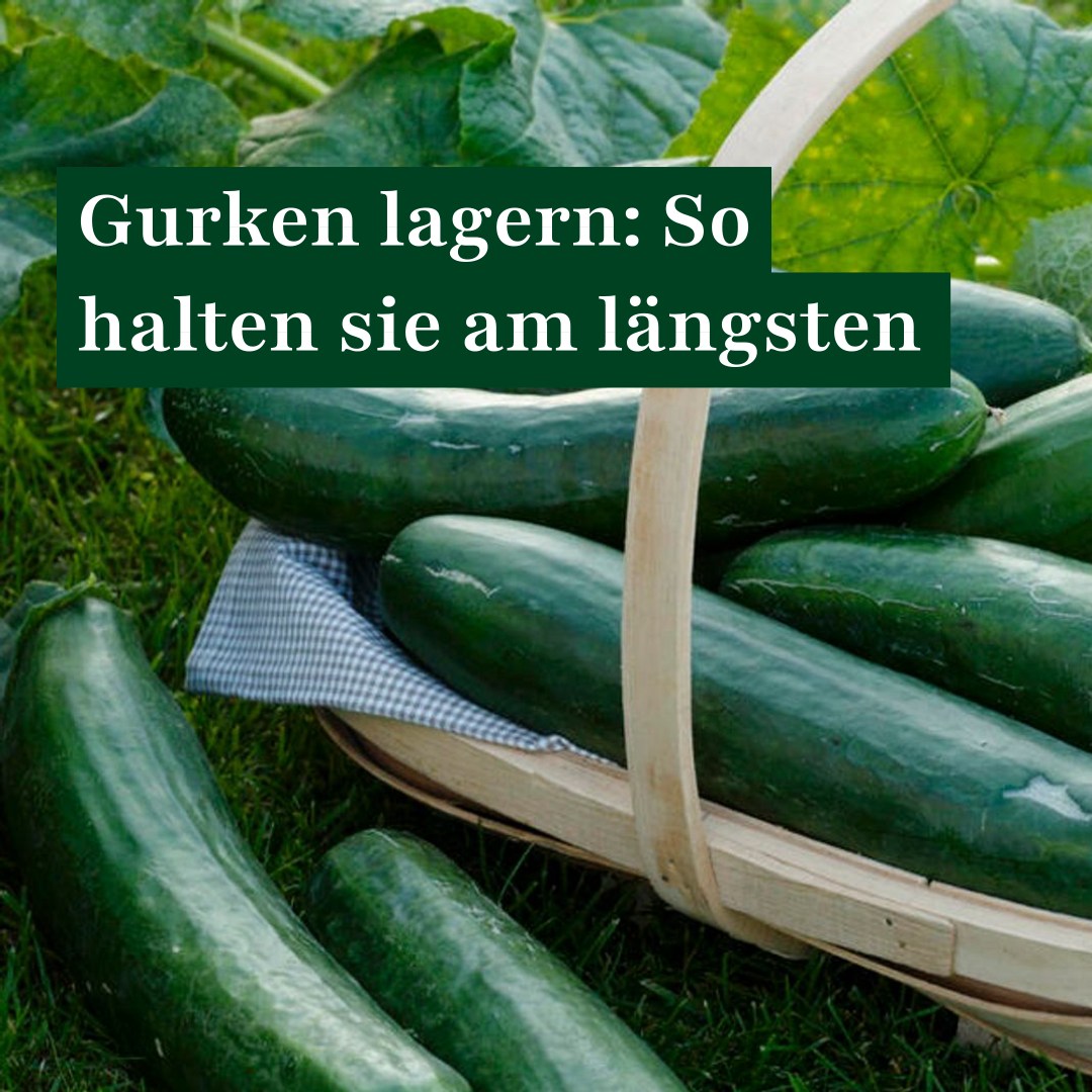 valkental fahrradtasche kaufen Lenkertasche Fahrrad: 3in1 City Bag FOOD Helm-Wandhalterung – Robustes Fahrrad-Zubehör-Rack Color:Dunkelblau/Türkis