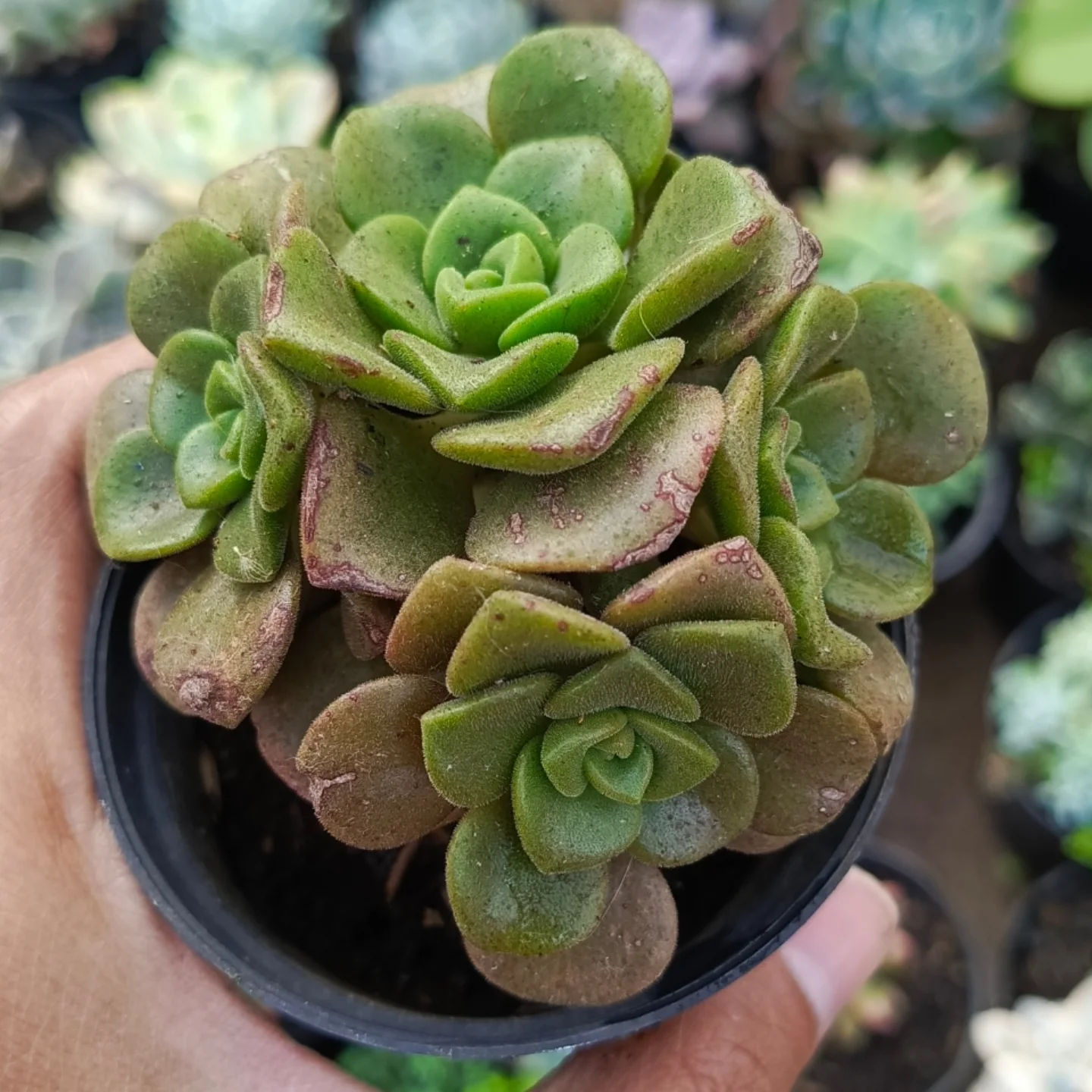 Piki Plants Bandung | Bandung