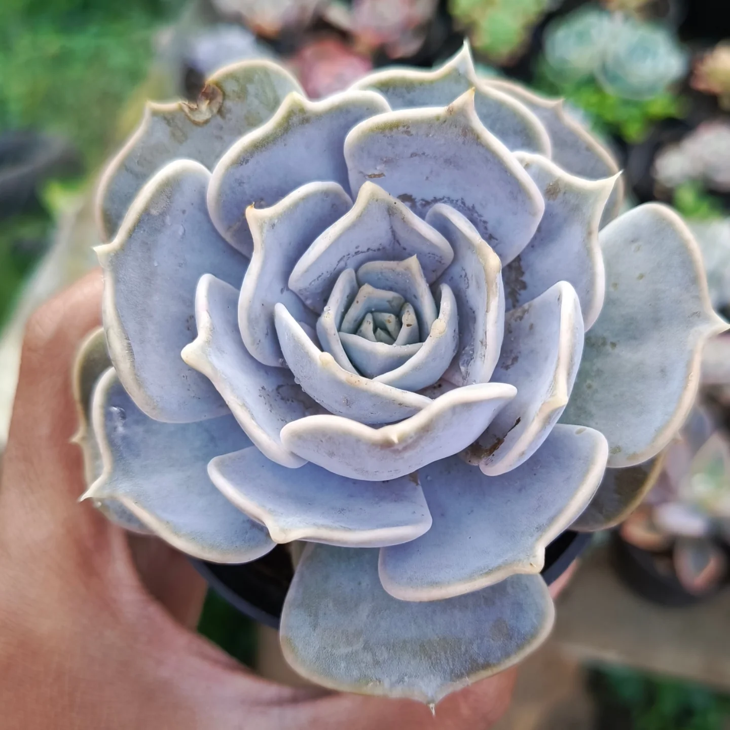 Piki Plants Bandung | Bandung