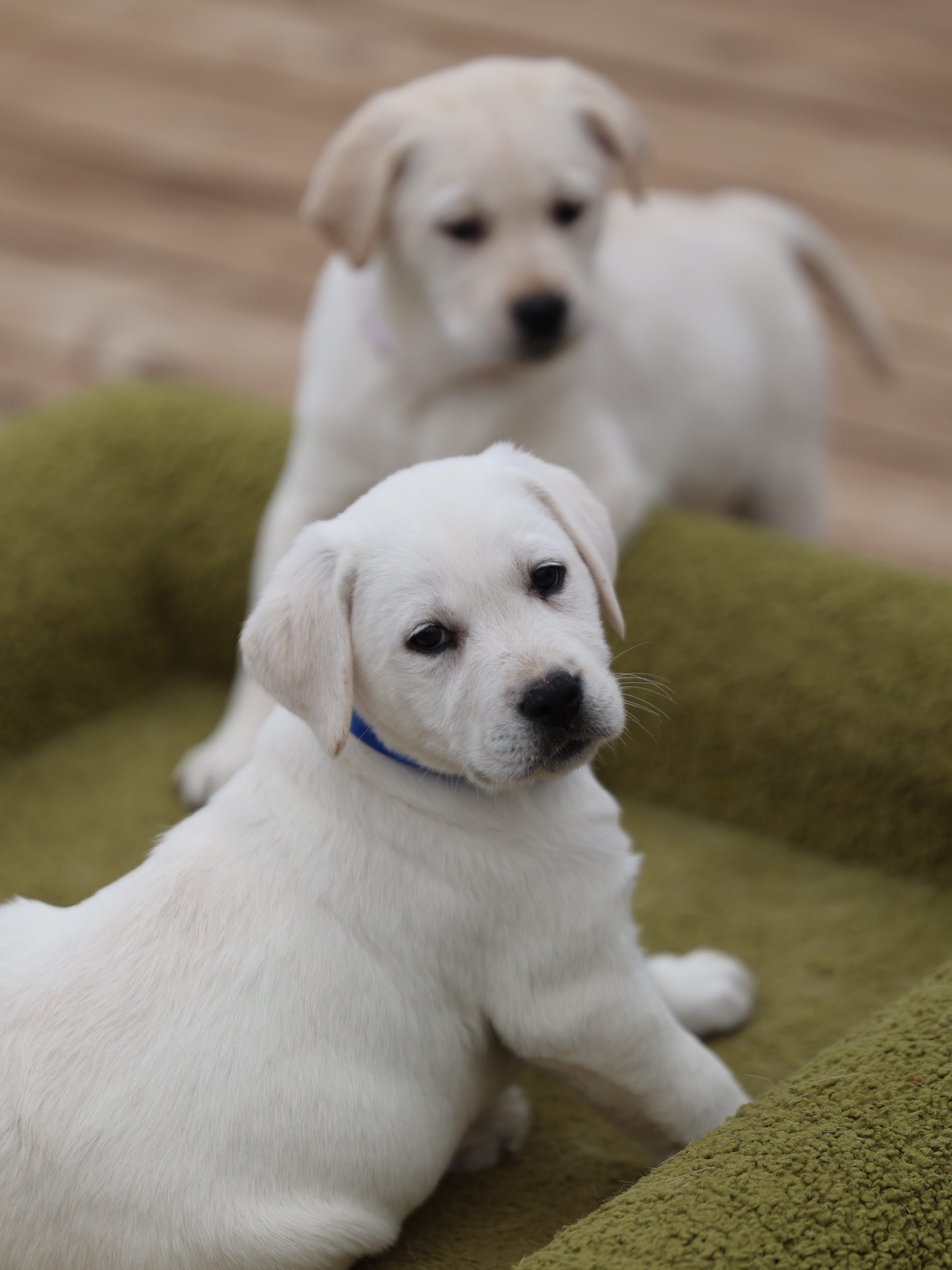 Hickory Bluff Labradors LLC... - Hickory Bluff Labradors LLC
