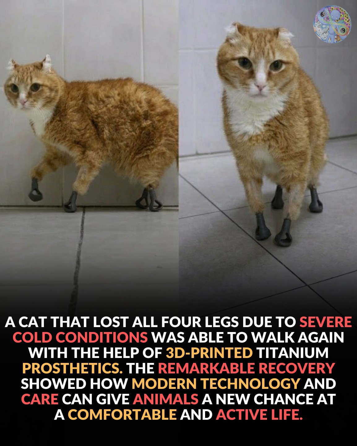 A cat who lost all four paws to extreme cold learned to walk again