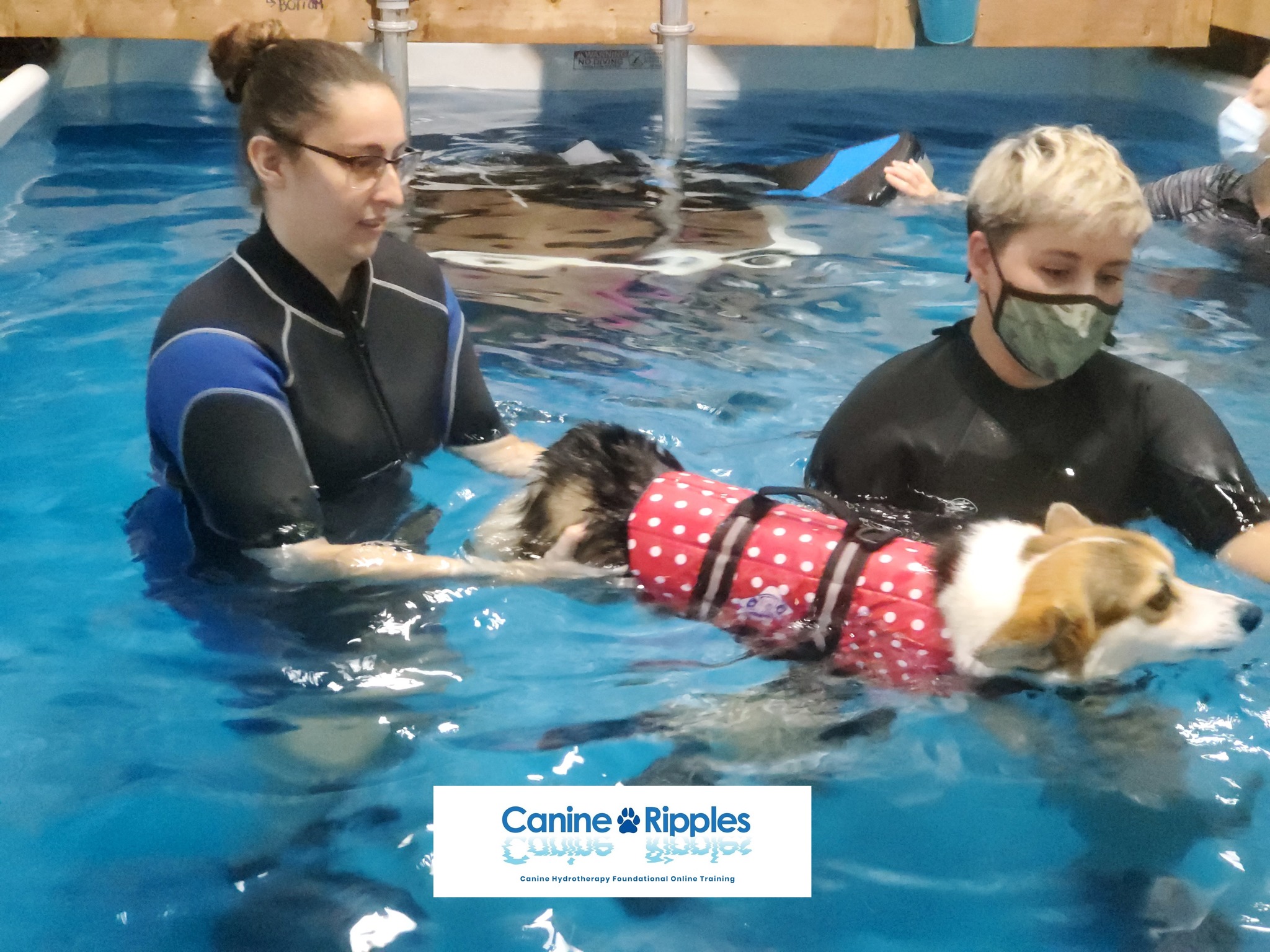 Canine Ripples - Ready for a change? Have you always... | Facebook