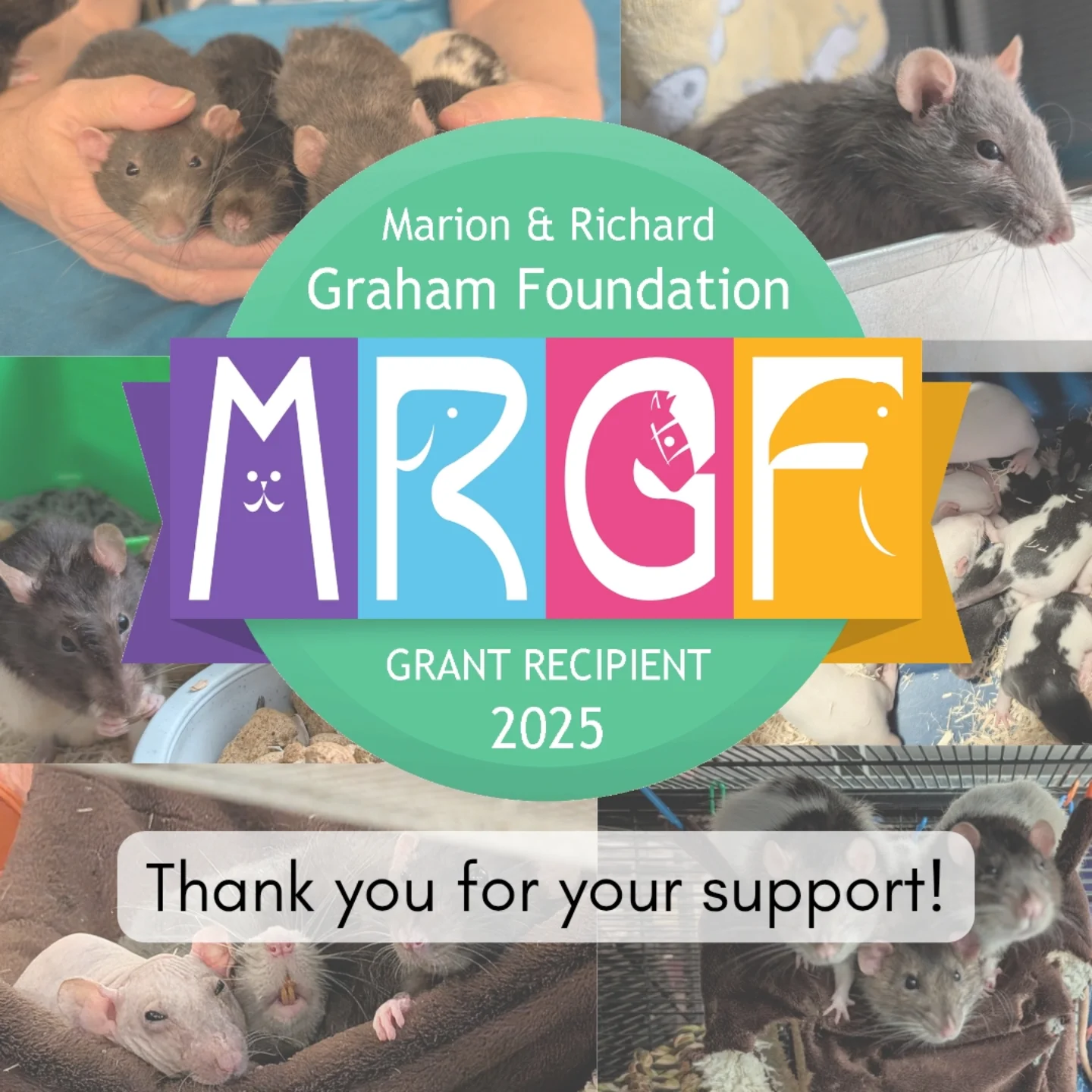 🎉 Exciting News!🎉 We’re... - South Bay Rodent Rescue | Facebook