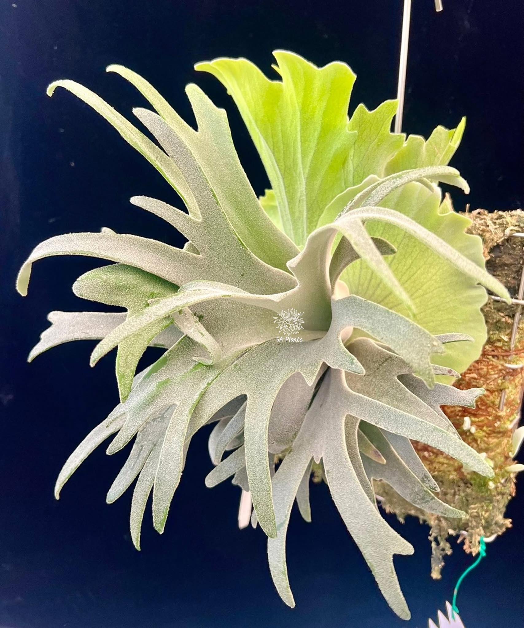競標P.Willinckii cv TFN#1 圖一母株圖二競標側芽種植一陣子穩根300元 