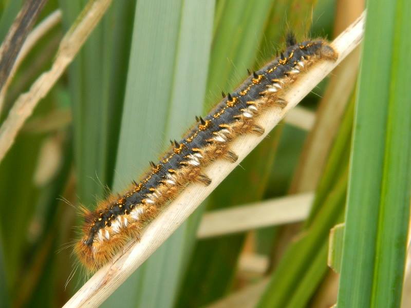 Ecobureau Merula - Een rietvinkrups wordt maximaal 75 mm lang en heeft ...