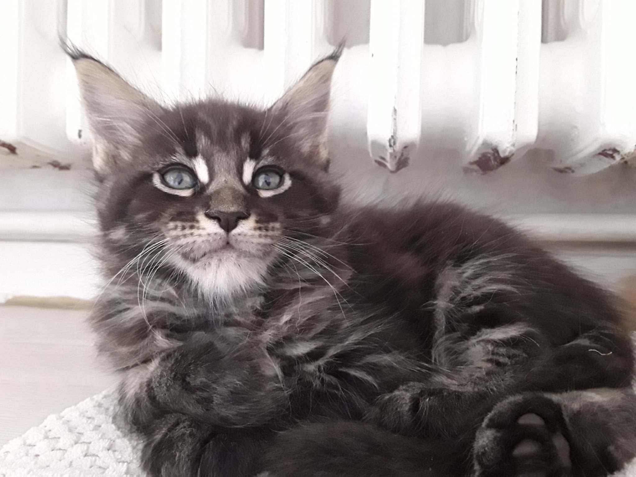 Chatterie Coondumaine Maine Coon