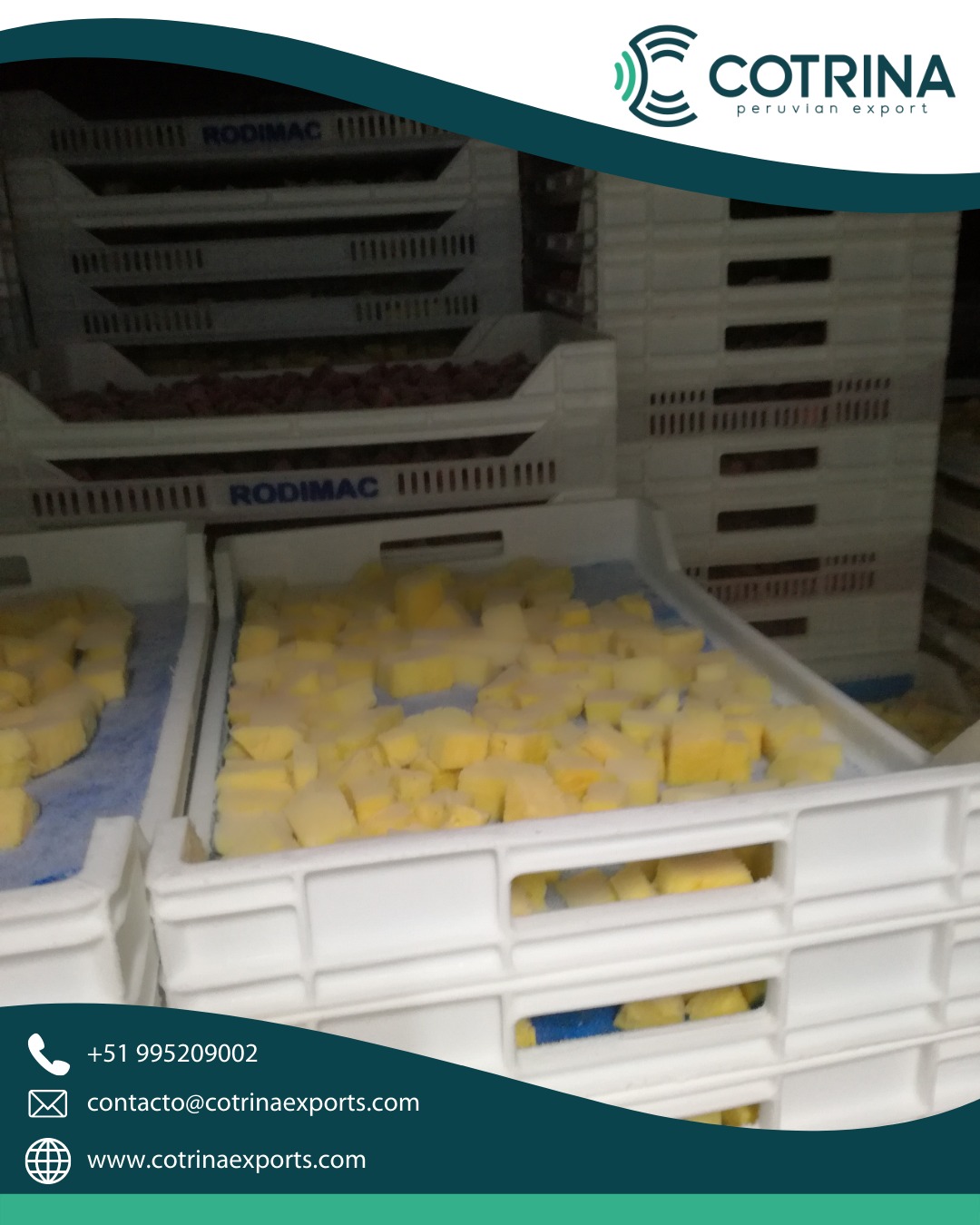 Cotrina Exports - La piña es un poderoso antioxidante que posee ...