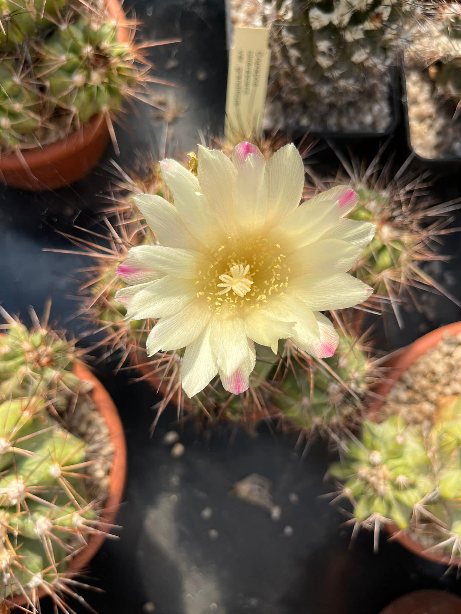 Copiapoa flowers and from some other cacti 🌸