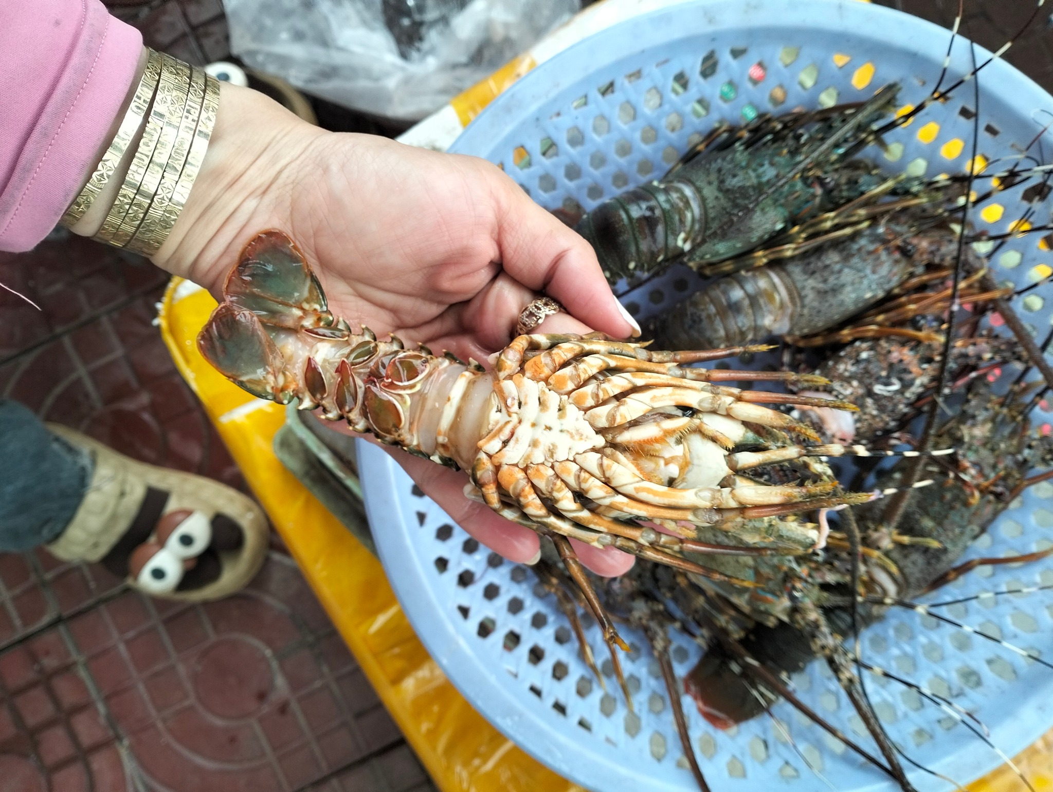 CHỢ TỐT PHÚ THIỆN | Combo 7 con tôm hùm mini 