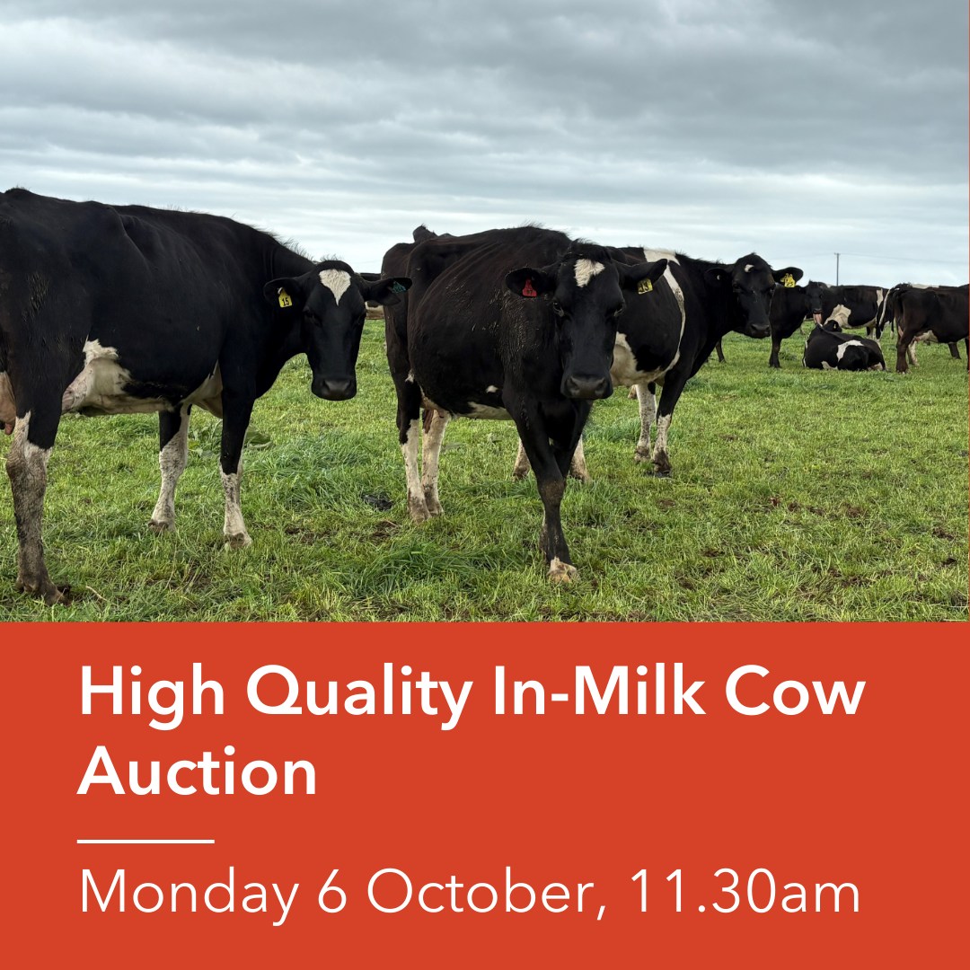 bidr - 🐄 We are udderly excited to bring to your screens... | Facebook