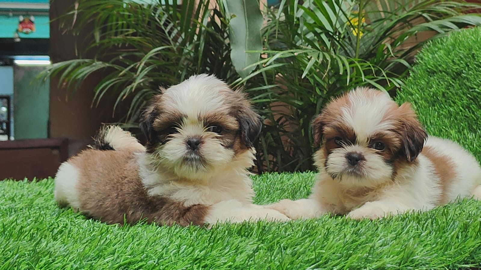 Ruby Pets Chennai Vyasarpadi