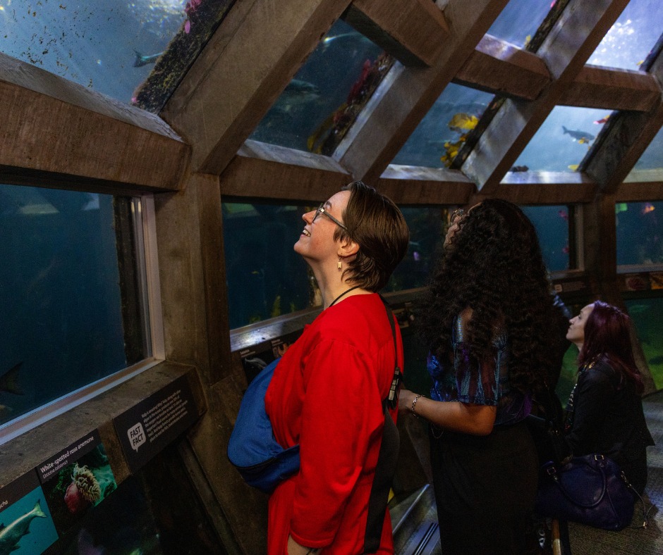 Seattle - Our (were)wolf eel is all set for Aquarium Halloween