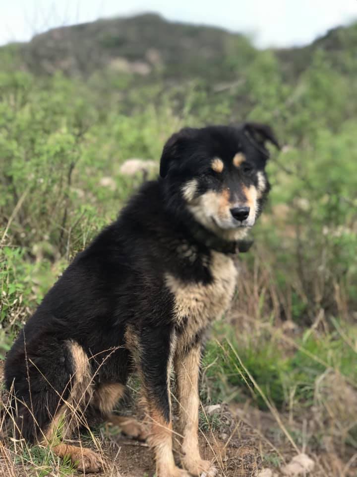 四眼太行犬 Summer is... - 中国太行犬 Chinese Taihang Mountain Dog