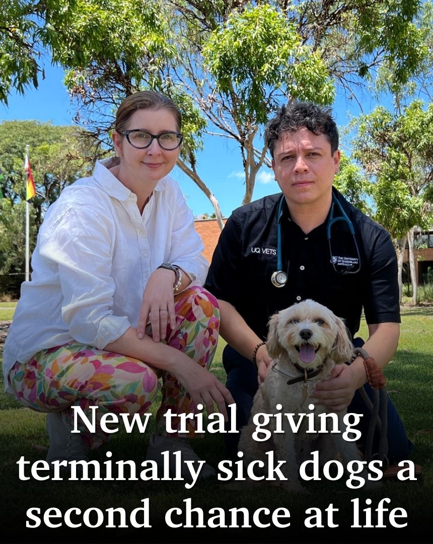 Gatton, - 🐕Dogs in palliative care might have a final hope as the ...
