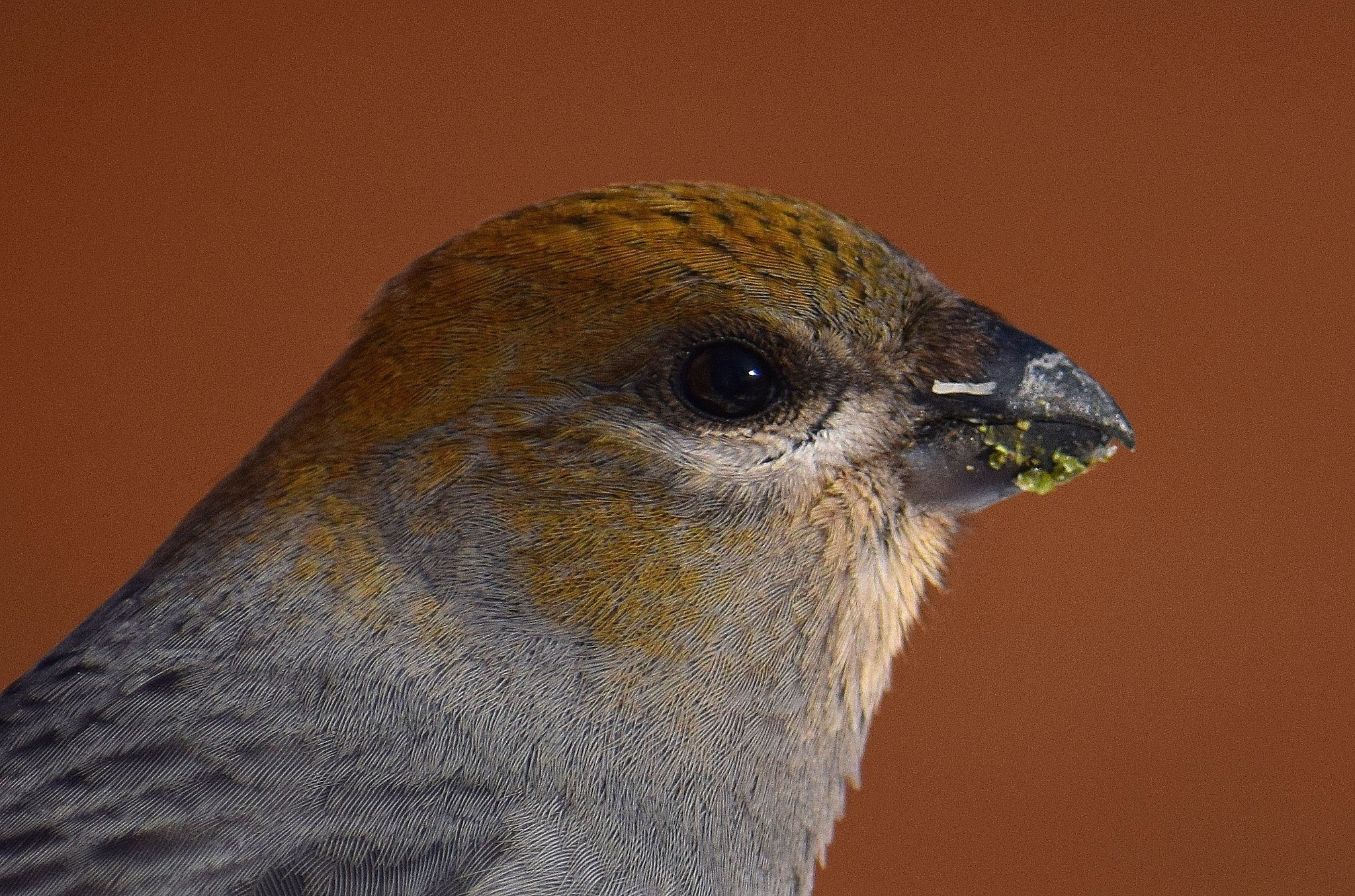 Female Pine Grosbeak, Northern MN, 1/17/2026