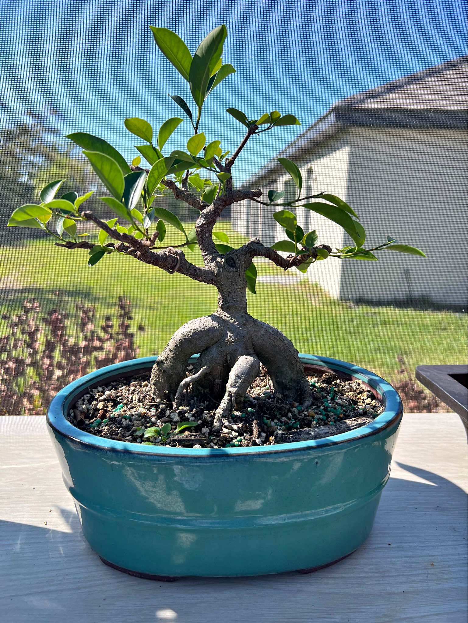 Healthy Bonsai Tree in Blue Pot - Plants & Seedlings - Bonita Springs ...