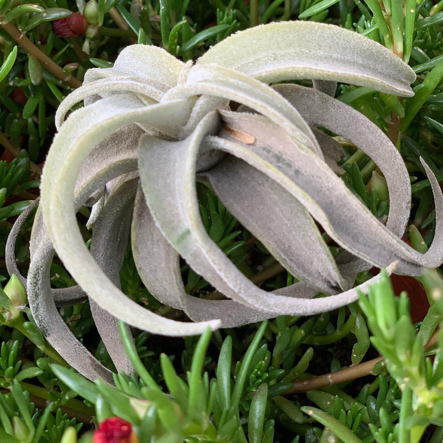 Tillandsia latifolia var. leucophylla #tillandsia