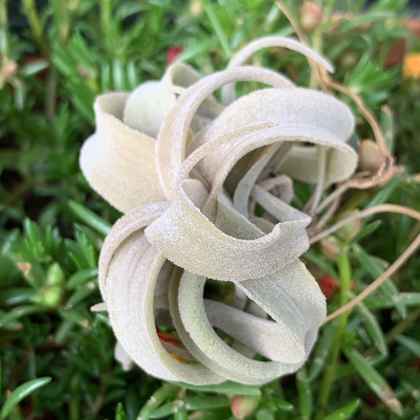 Tillandsia latifolia var. leucophylla #tillandsia