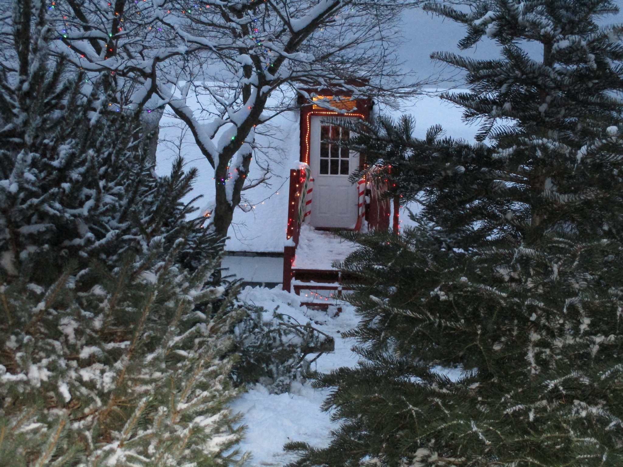 Walter Sposkoski Knotty Pine Christmas Shop & Trees | Townville PA