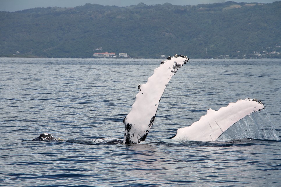 Saona - These are the pectoral fins of the humpback whale. these fins ...