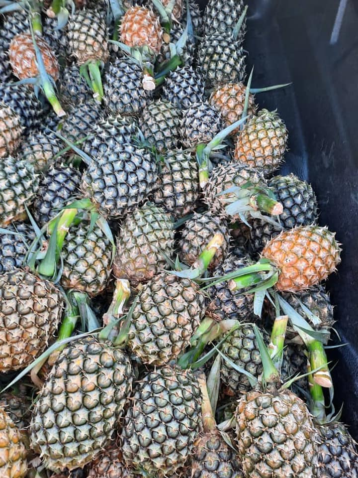 Pembekal Buah Buahan Tempatan Sabah