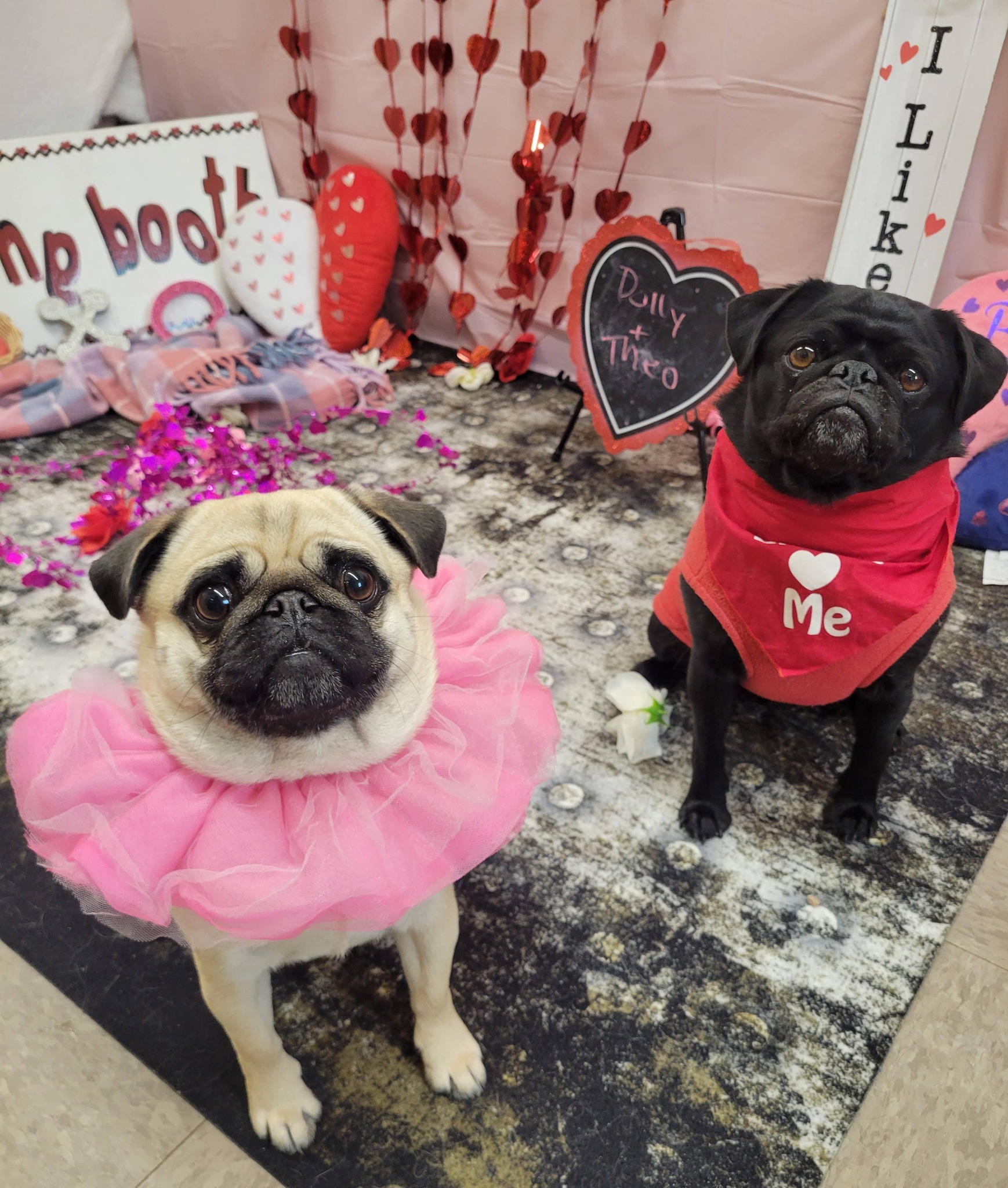 In honor of Valentine's... - Dog Star Resort Doggy Daycare | Facebook