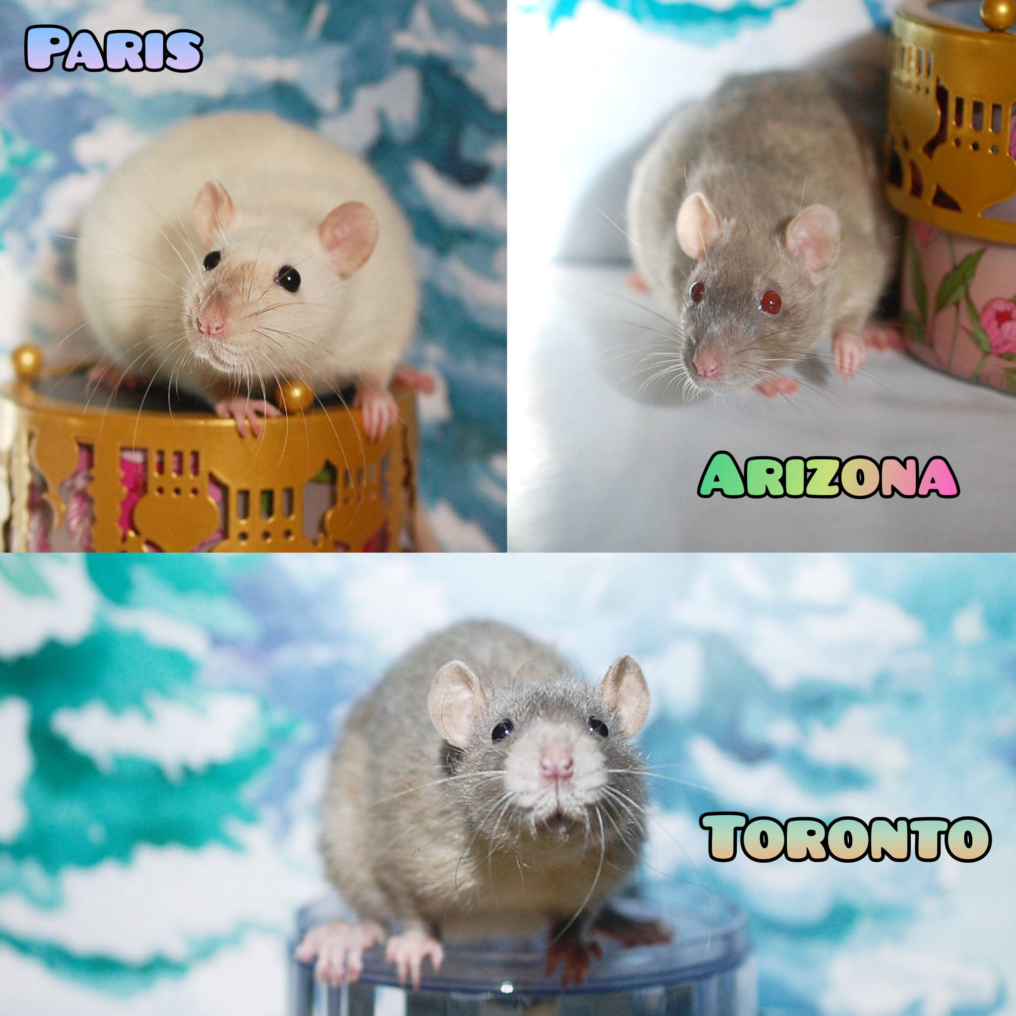 Redwood Rattery - Baelish is our largest rat currently 🥰 Russian blue ...